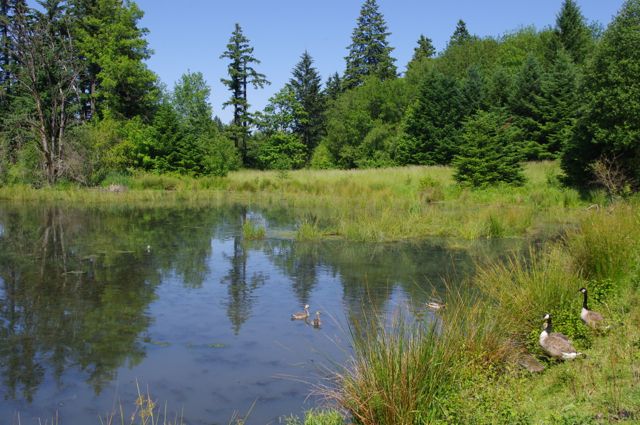 Wildlife and Recreation at Browns Ferry Park: What to Know Before You ...